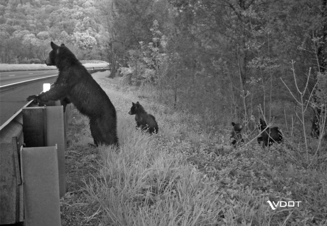 Plan meant to make it easier for wildlife to cross the road