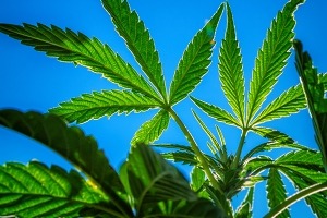 US poised to ease restrictions on marijuana in historic shift, but it’ll remain controlled substance